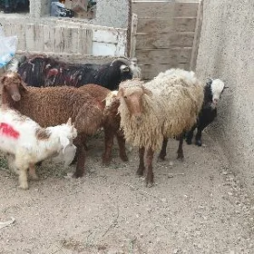 Goÿun çebiș