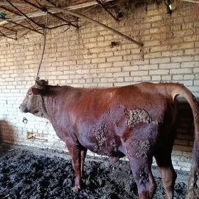 бомба семиз окуз
