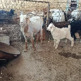 Geçi owlakly