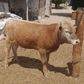 Tohum Öküz