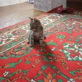 pişik