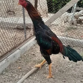 horoz