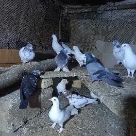 kepderi