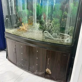 Akvariyum