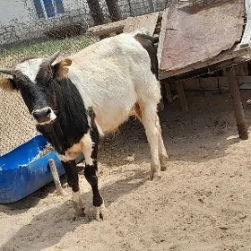 öküz