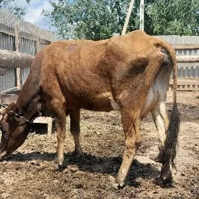 góleli