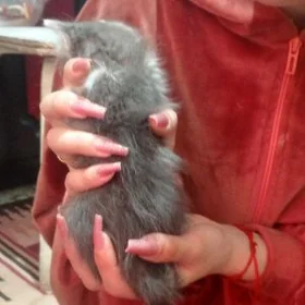 шотландский котёнок