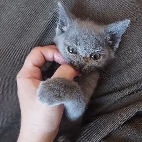 Котёнок