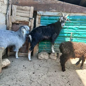 owlakly geçi,berre