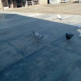 Kepderi