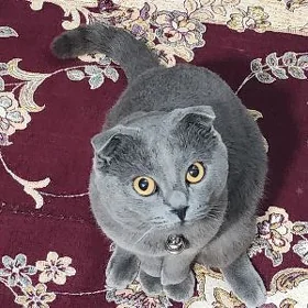 пропал кот вислоухий