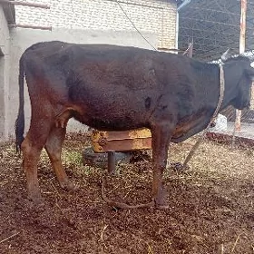uly goleli sygyr