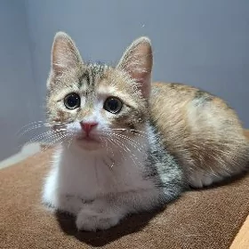 КОТЁНОК ДЕВОЧКА