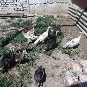 induk   juyje