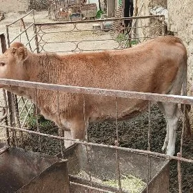 Ýaşajyk Tüwe
