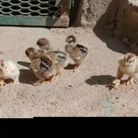 Brama gök