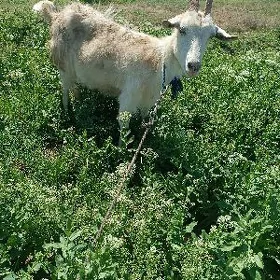 geçi zanen