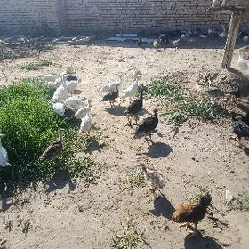 guş