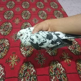 Kepderi