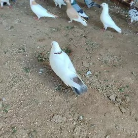 kepderi