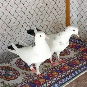 Kepderi