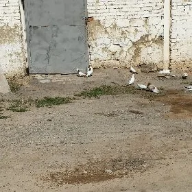 kepderi
