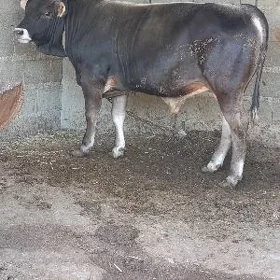 bakylan öküz