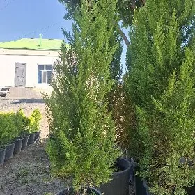 Tuýa compaktny limonka