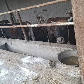 6 саны баклы окуз