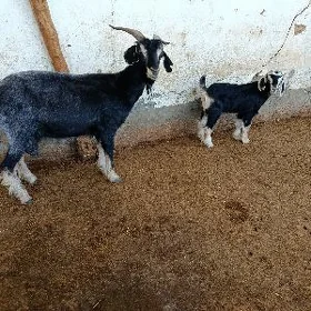 owlakly geçi