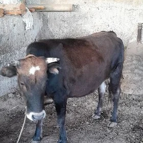 sygyr bakylan