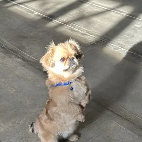 pekines пекинес