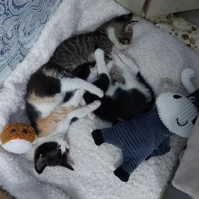 котята