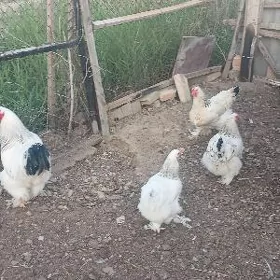bırama horoz mäki