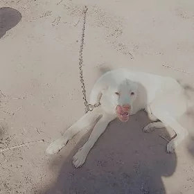 Türkmen it Akguş