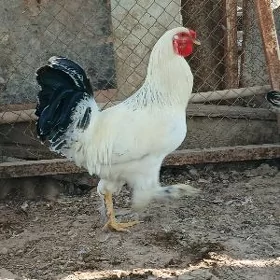 balakly horaz