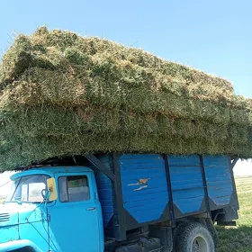 yorunja bede