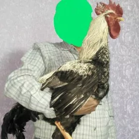 Гигант жуйже