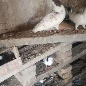 kepderi