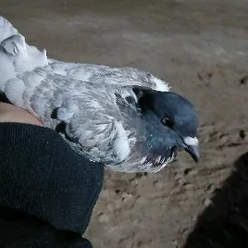 kepderi