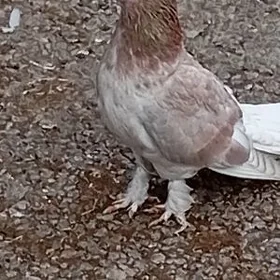 kepteri
