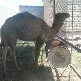 Owşyk