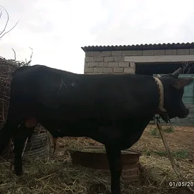 òkuź