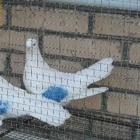 Бакинские голуби