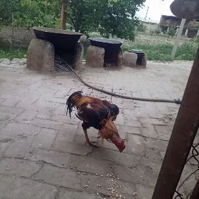 Horaz