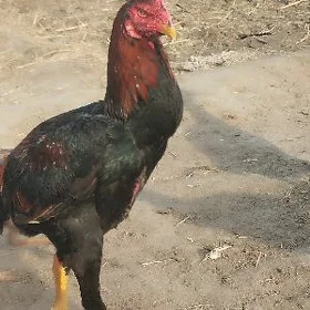 Boyes ýumurtga