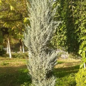 Bagbancylyk