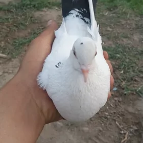 urkacy guş