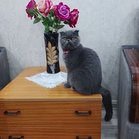 шотландский страйт