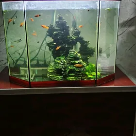 akwarium аквариум